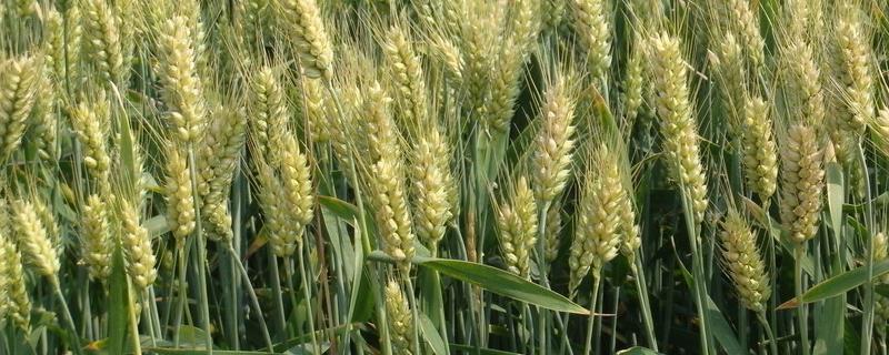 小麦扬花期和灌浆期，扬花几天灌浆