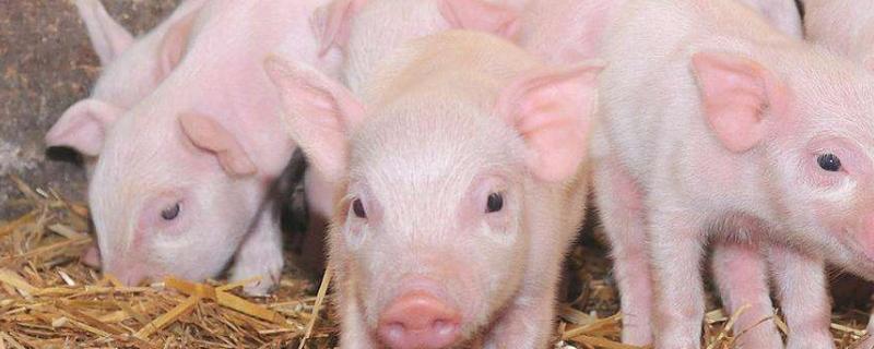 乳猪料喂到多大转小猪料，乳猪料有什么特点和要求