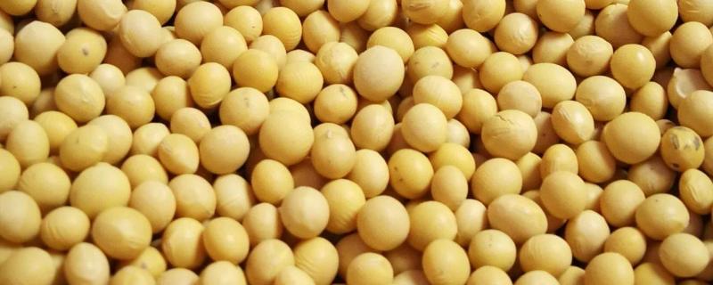 黄豆做有机肥怎么做，黄豆有机肥是酸性的还是碱性的