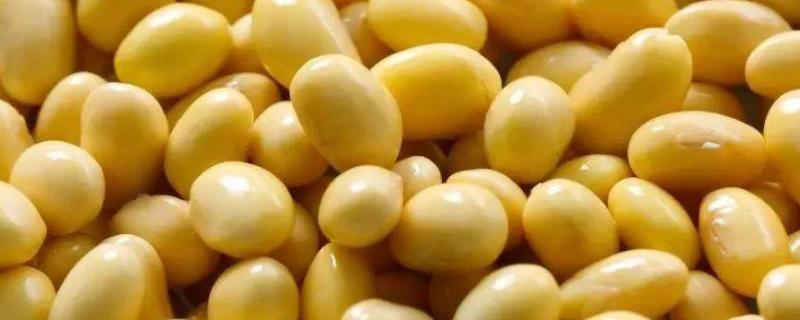 煮熟的黄豆怎么发酵做肥料，需要发酵多长时间
