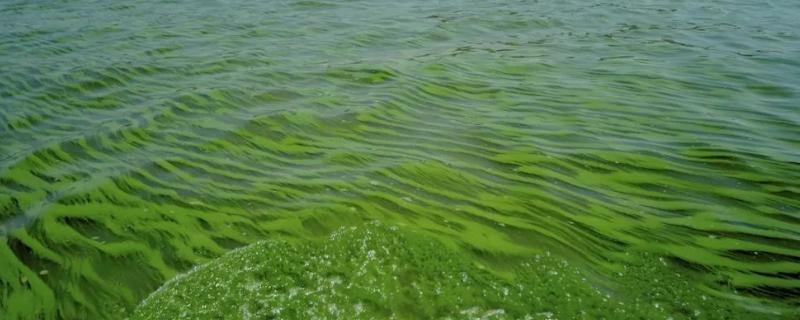 蓝藻爆发的原因及危害，改如何处理