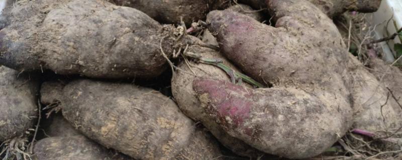 脚板薯育苗及栽培技术，脚板薯什么时候种植合适