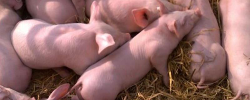 小猪不爱吃食怎么办，有什么土方法可以治疗