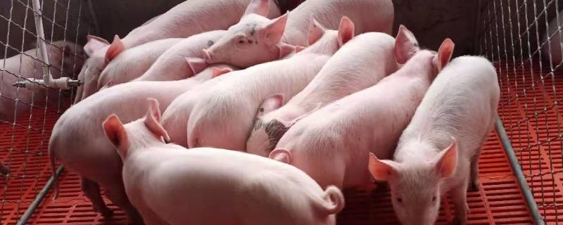 猪发抖不吃食是什么原因，猪发抖是什么病怎么治疗