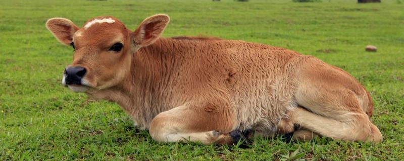 新生牛犊拉稀用什么药，拉绿色稀粪怎么回事