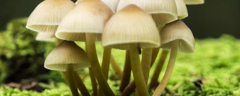 蘑菇生长需要什么条件，附生长过程