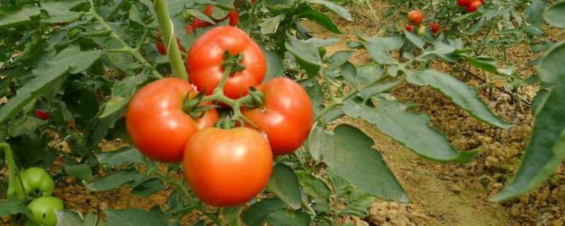 西红柿品种