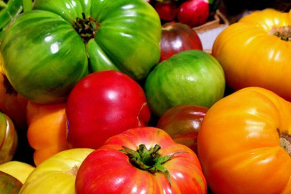 西红柿品种