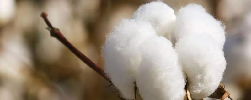 棉花生长的自然条件，生长分为哪几个阶段