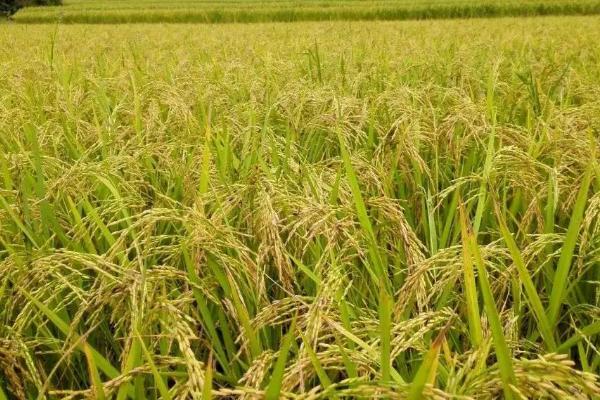 直播水稻种植技术与管理