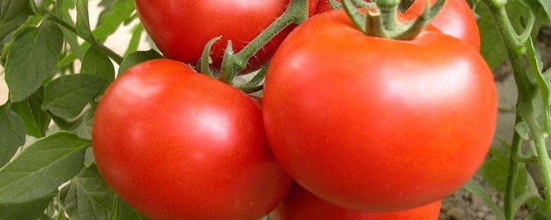 西红柿常见病害图片及用药