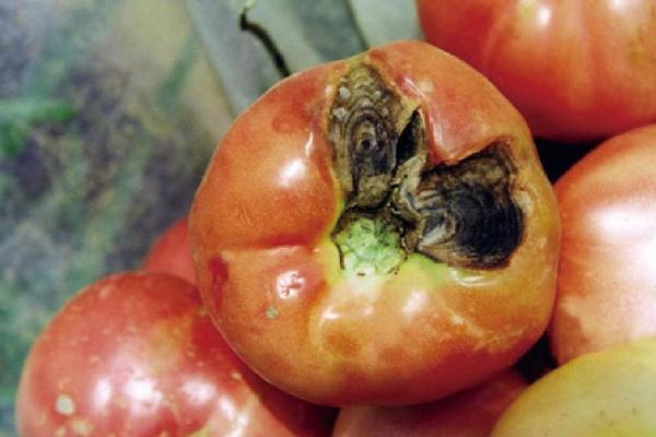 西红柿常见病害图片及用药