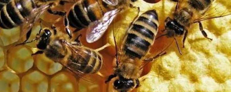 蜜蜂工产介王多久才正常，介王成功多久恢复生产