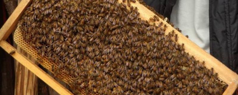 蜜蜂分蜂前有什么现象，分蜂怎样让它不跑
