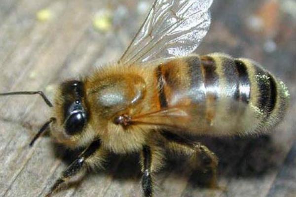 蜜蜂品种