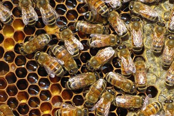 怎么养蜜蜂，蜜蜂属于益虫还是害虫