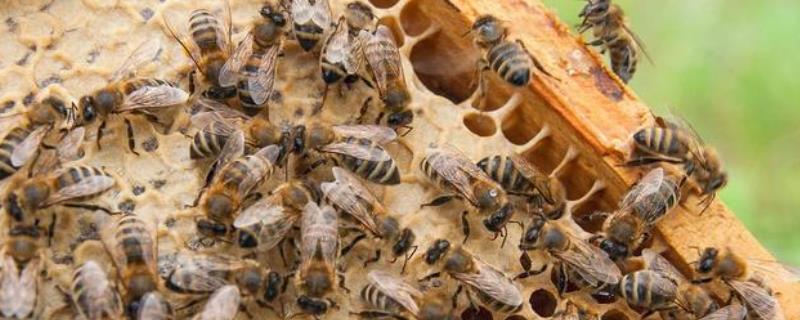 蜜蜂白垩如何彻底根除，是什么原因导致的