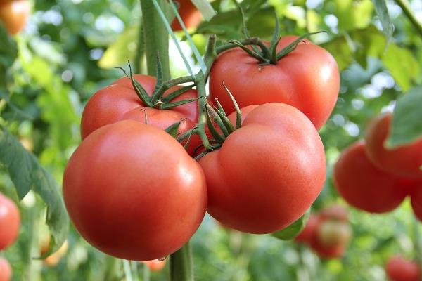 西红柿全程种植技术，附管理方法