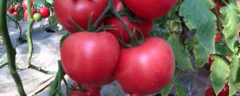 西红柿管理方法和过程