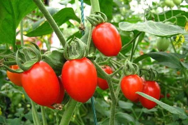西红柿株行距多少合适，附西红柿的种植方法