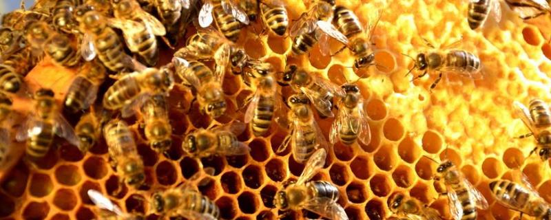 蜜蜂雄蜂太多,要不要处理?，雄蜂是由什么发育而来的