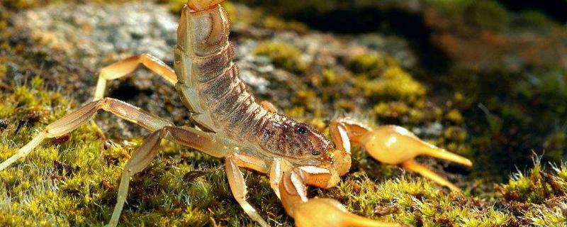 野生蝎子和养殖蝎子的区别，野生蝎子一般在什么地方比较多