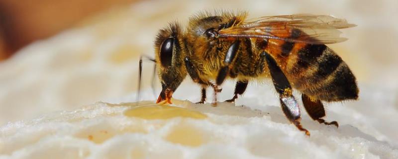一斤白糖兑多少水喂蜜蜂，蜜蜂连续喂糖5天会发展快吗