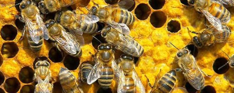 蜜蜂合群用酒水比例，合群后几天正常