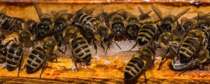 怎样诱蜜蜂进蜂箱，跑出箱外是什么原因