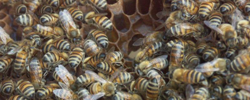 发现一窝蜜蜂怎么收蜂，收蜂笼应该涂什么