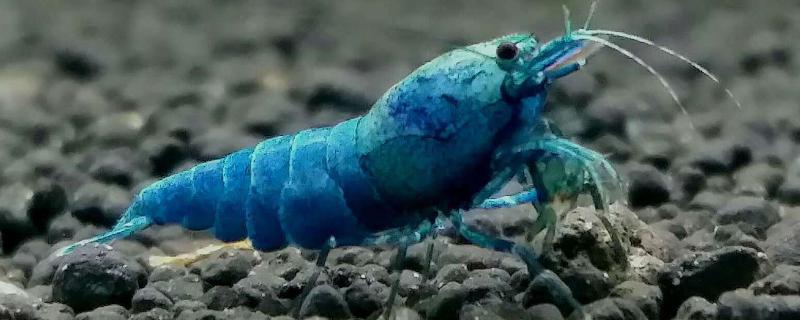 蓝虾养殖对水和温度的要求，蓝虾是淡水虾还是海水虾