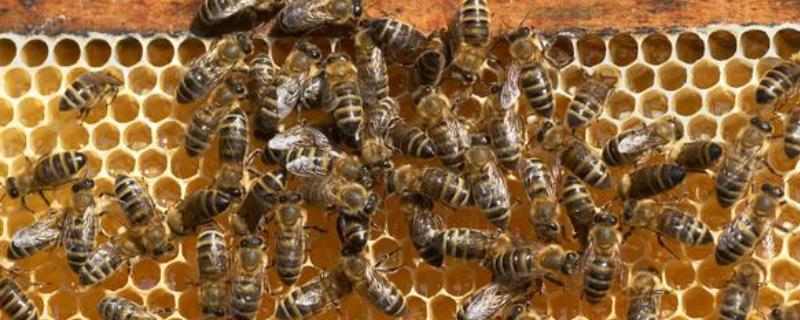 新手养蜜蜂怎样加巢框，巢框距离隔多少