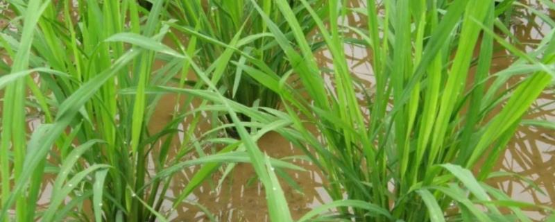 水稻白苗是什么原因，能恢复吗