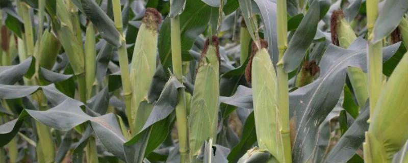 登海371玉米种的特性和产量，附简介