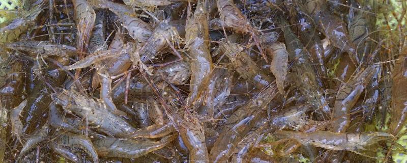 河虾用什么诱饵捕得多，河虾生活在什么环境