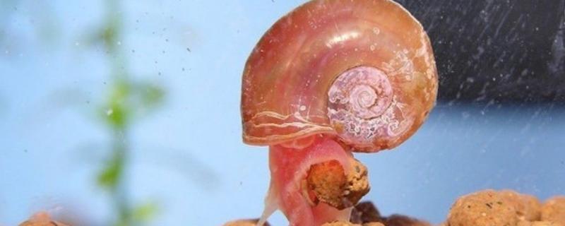 一只苹果螺能不能繁殖，繁殖太快怎么办