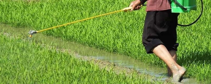 水稻苗床管理技术要点，湿度大怎么办