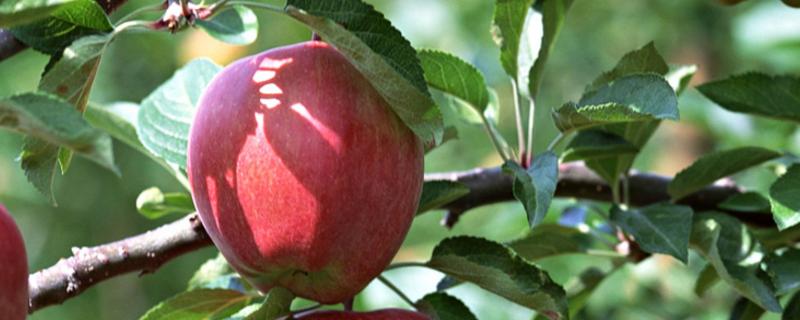 苹果花腐病用什么农药，附症状