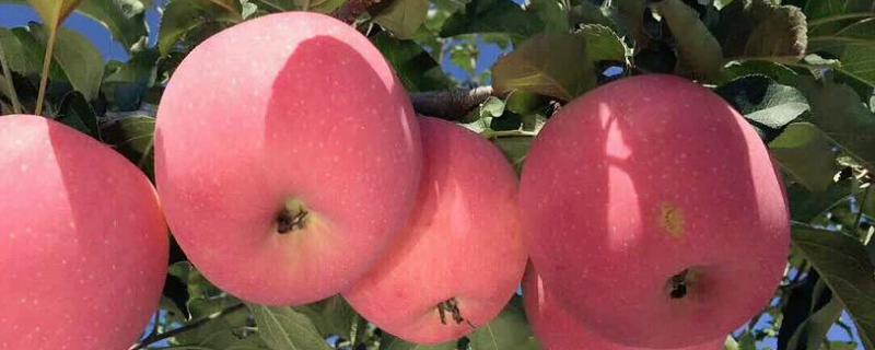 为什么有的果树生长十几年也不接一个苹果?，结果后如何施肥