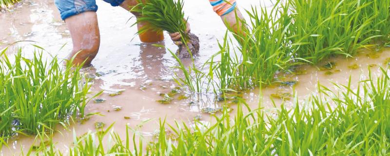 水稻秧苗怎么培育，多少天可以移栽
