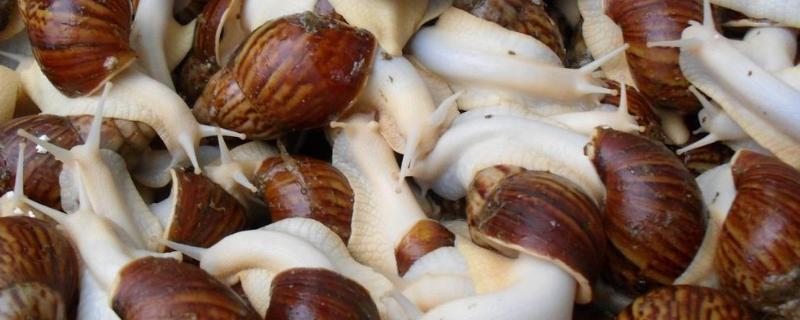白玉蜗牛怎么繁殖，附养殖方法