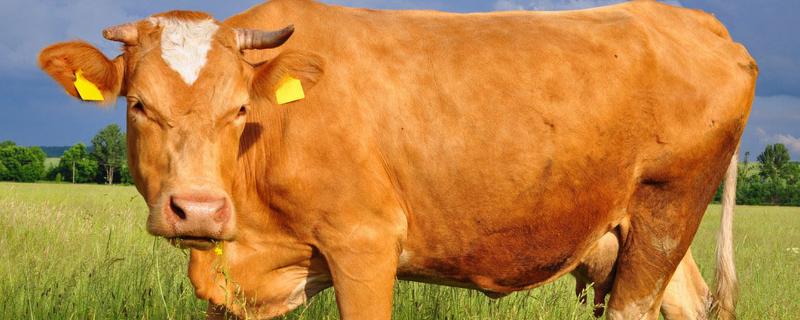 牛的繁殖过程，繁殖母牛一天喂多少精料