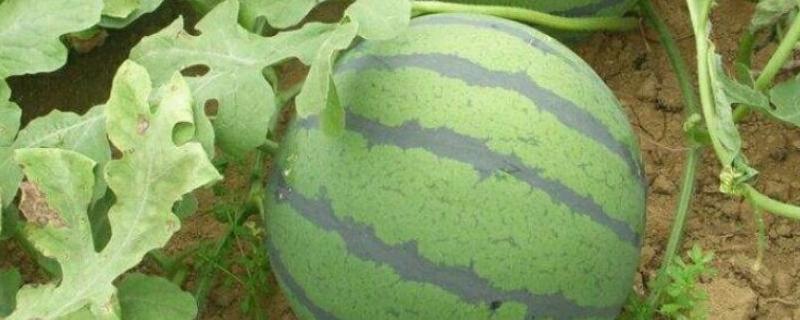 西瓜开花结果时应施含什么肥，应该浇水不