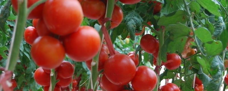 番茄的栽培与管理技术，番茄驯化后形成的品种是什么