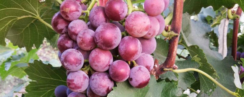 巨峰葡萄的种植方法和技术，种植多久可以收获