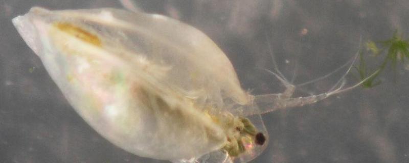 人工培养水蚤大量繁殖的技巧，水蚤是什么细胞生物