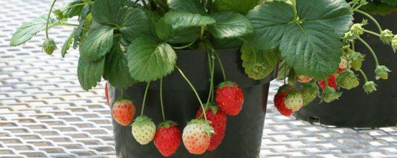 自家种的草莓怎么管理，如何施肥