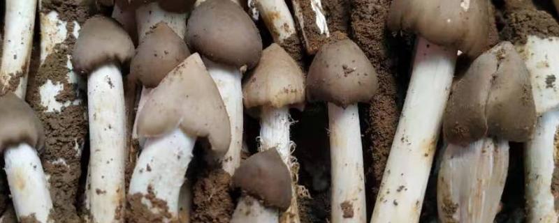荔枝菌可以人工种植吗，是怎么长出来的