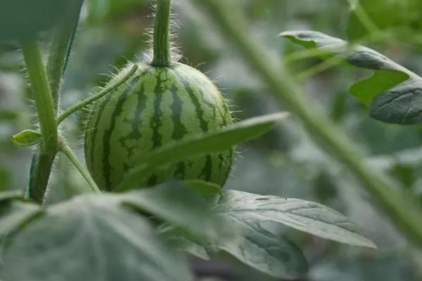 西瓜的种植方法和管理技术