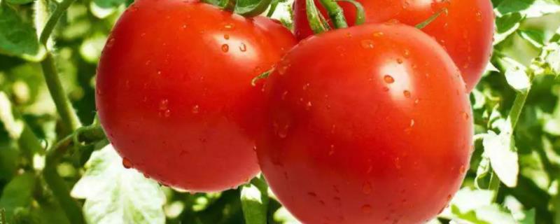 西红柿生长温度是多少，生长周期是多少天